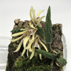 Dockrillia (Dendrobium) cucumerinum